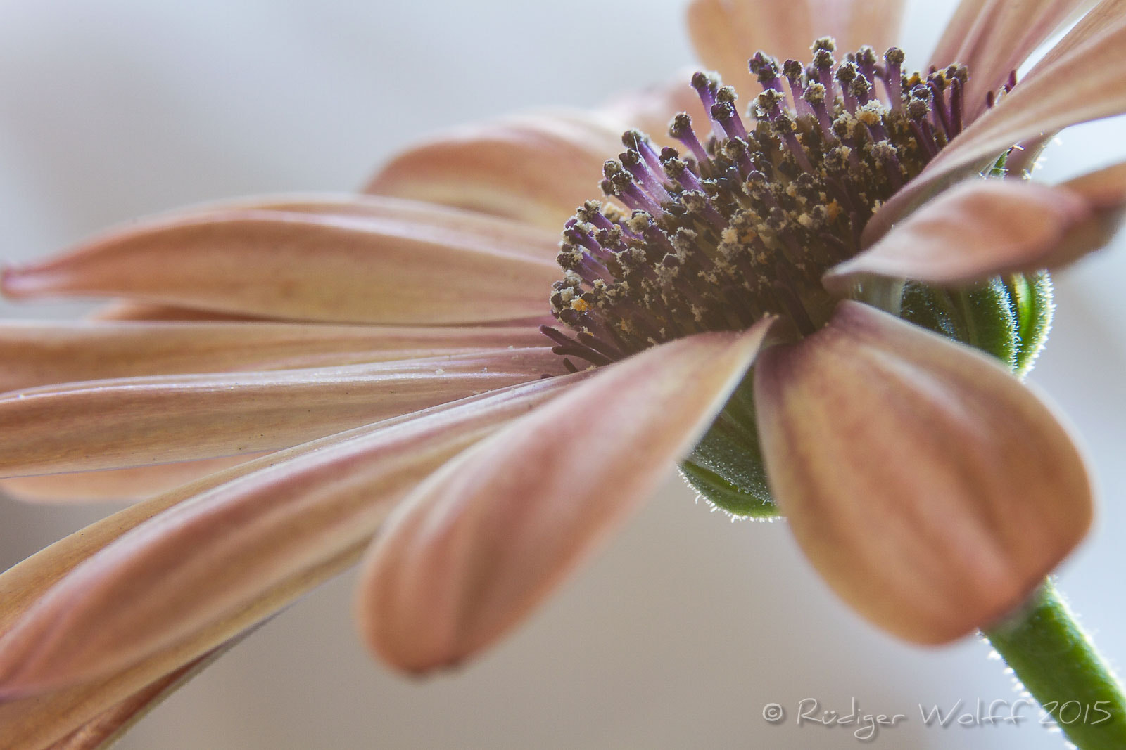 Canon EF 70-200mm F4L IS USM sample photo. Marguerite ii photography