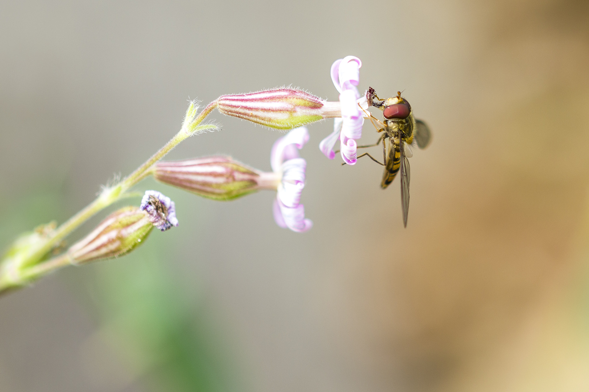 Sigma 105mm F2.8 EX DG OS HSM sample photo. He engordado...^^ buuuuaaaaa photography