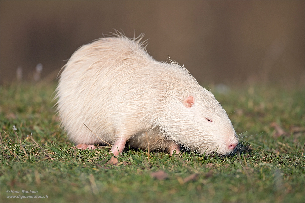 Nikon D4 sample photo. Coypu albino / myocastor coypus photography