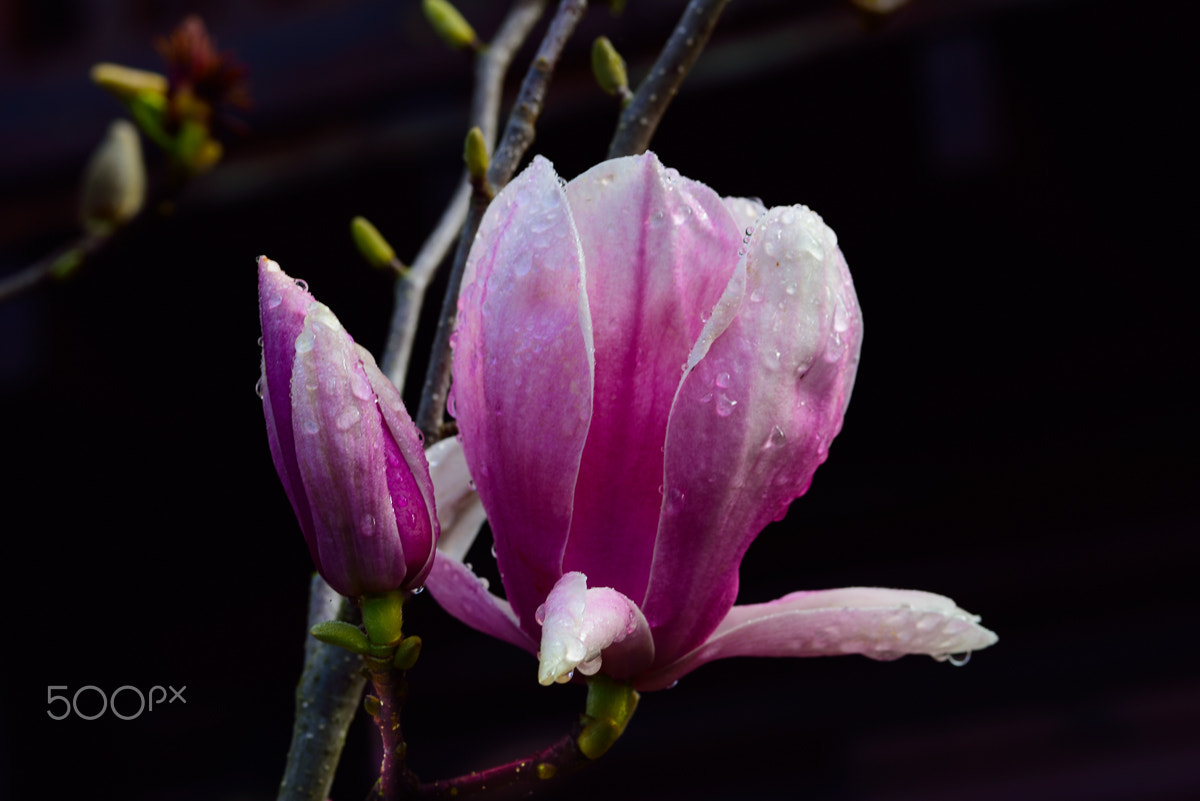 Nikon D750 + AF Micro-Nikkor 105mm f/2.8 sample photo. Magnólia photography