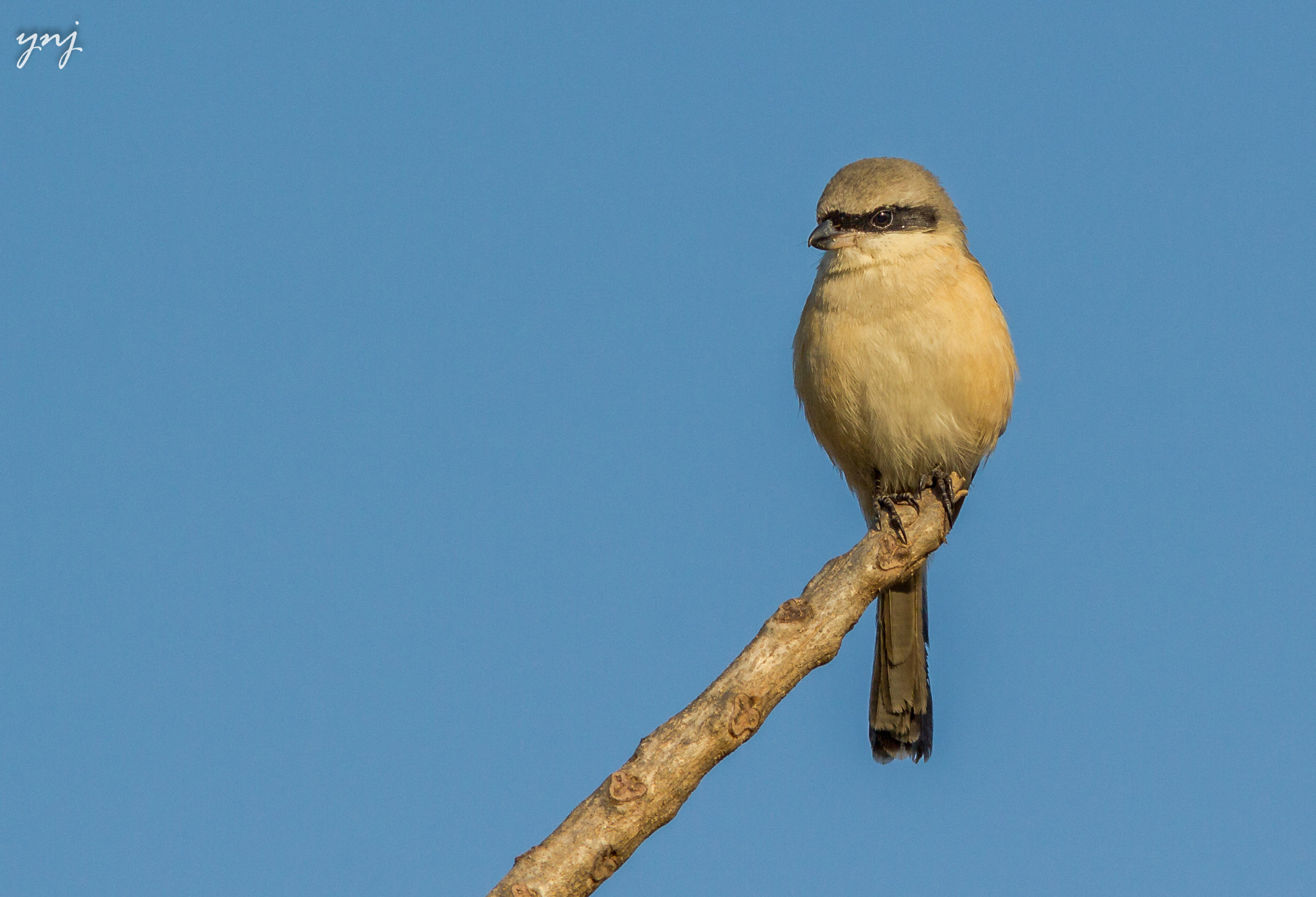 Canon EOS 550D (EOS Rebel T2i / EOS Kiss X4) + Canon EF 400mm F5.6L USM sample photo. Shrike in contemplative mood photography