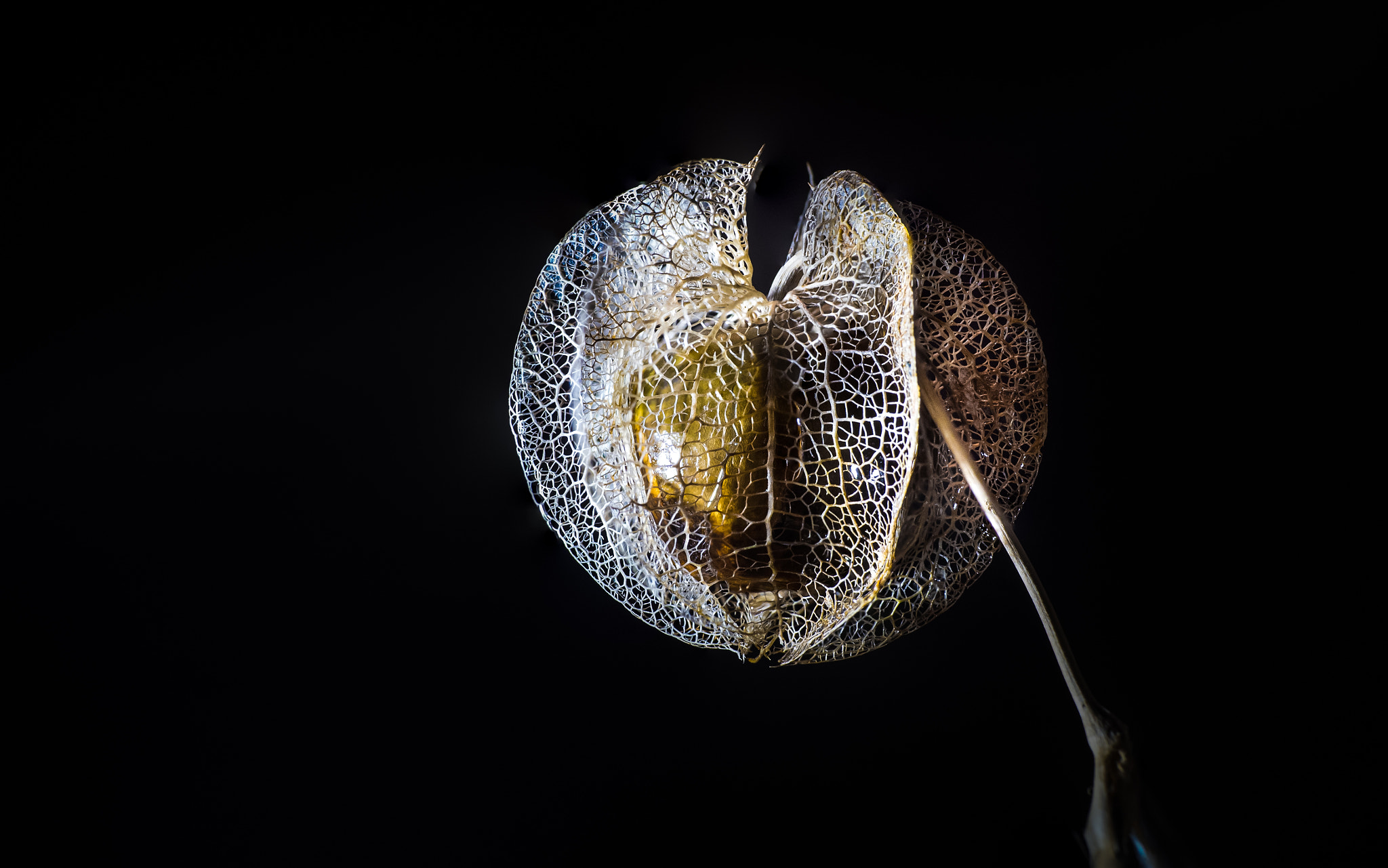 Panasonic Leica DG Macro-Elmarit 45mm F2.8 ASPH OIS sample photo. Physalis photography