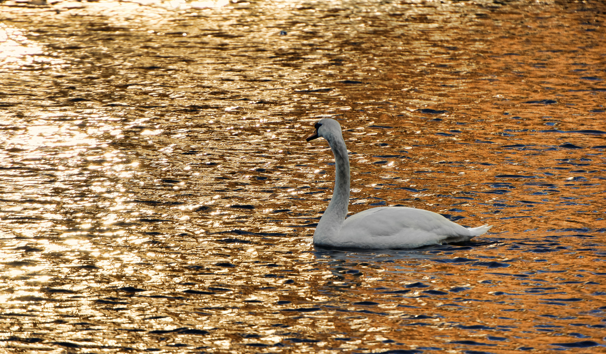 Sony E 18-200mm F3.5-6.3 OSS LE sample photo. Sailing on a lake of gold photography