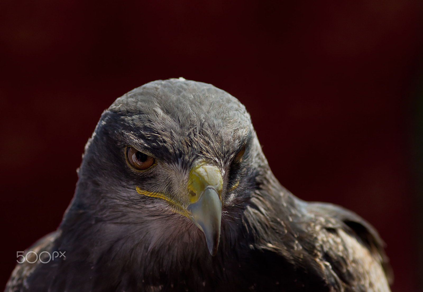 Canon EOS 7D + Canon EF 200mm F2.8L II USM sample photo. Wüstenbussard photography