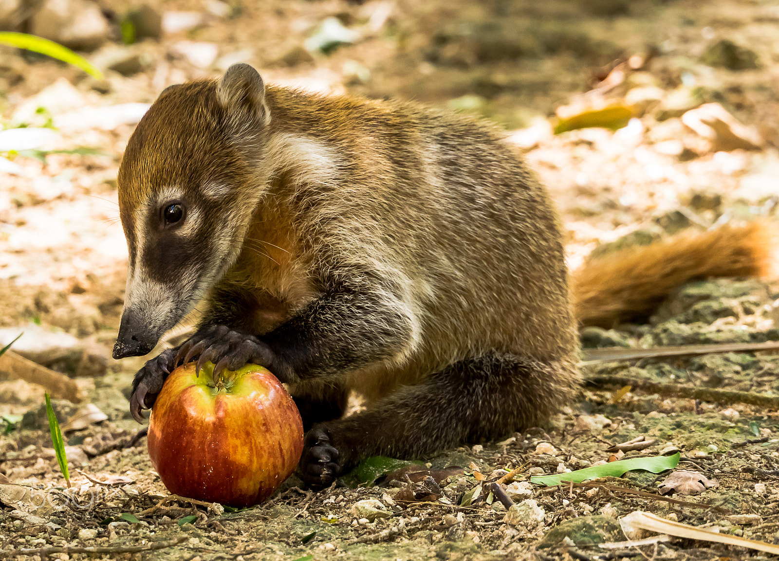 Olympus OM-D E-M1 + OLYMPUS M.75-300mm F4.8-6.7 sample photo. Coati with apple photography