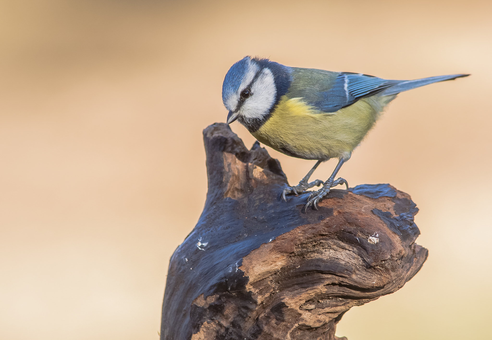 Nikon D300 + AF Nikkor 300mm f/4 IF-ED sample photo. Herrerillo photography