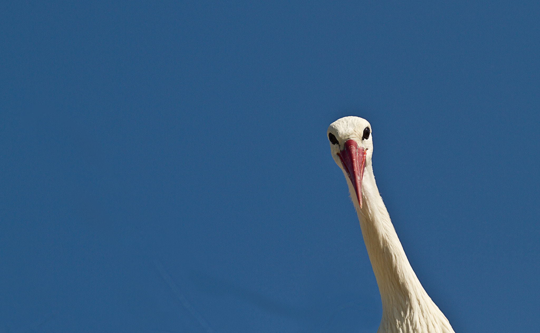Canon EOS 7D + Canon EF 200mm F2.8L II USM sample photo. Hello photography