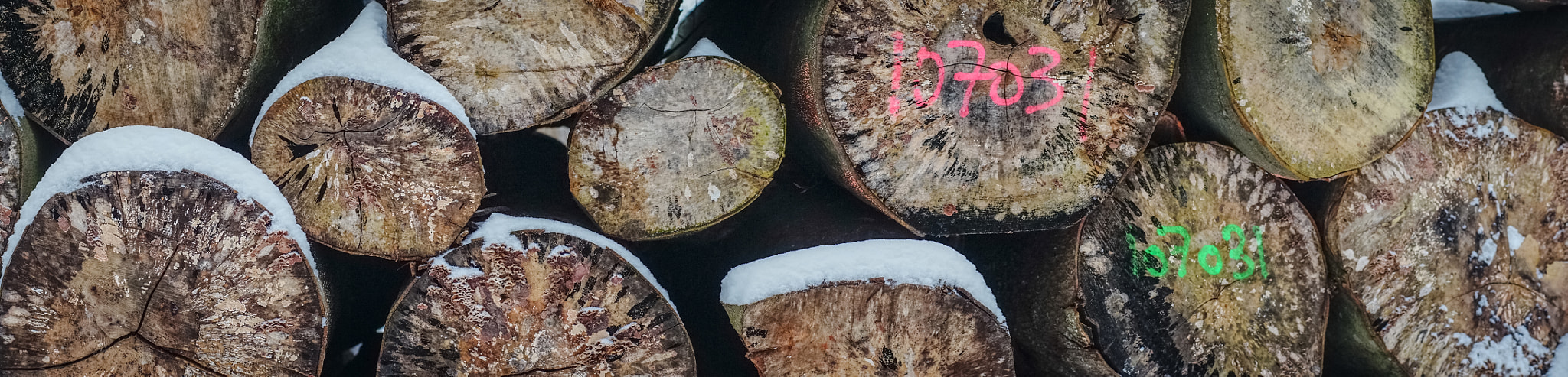 Sony a7R + Minolta AF 50mm F1.4 [New] sample photo. Wood logs in a stack photography