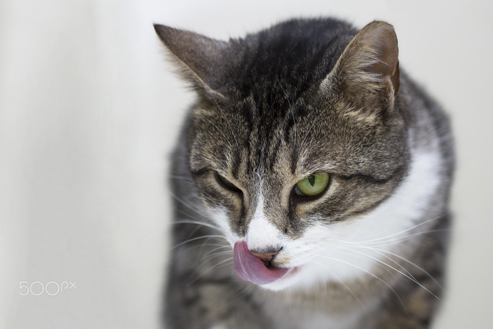 Canon EF 100mm F2.8 Macro USM sample photo. Licking photography