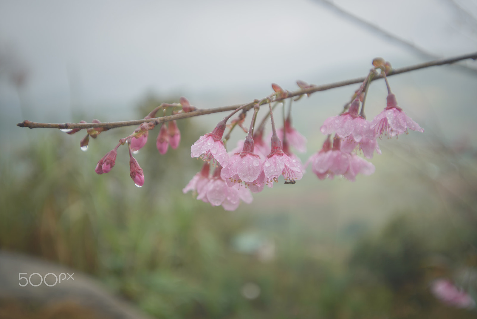 Nikon D600 sample photo. Pink flower photography