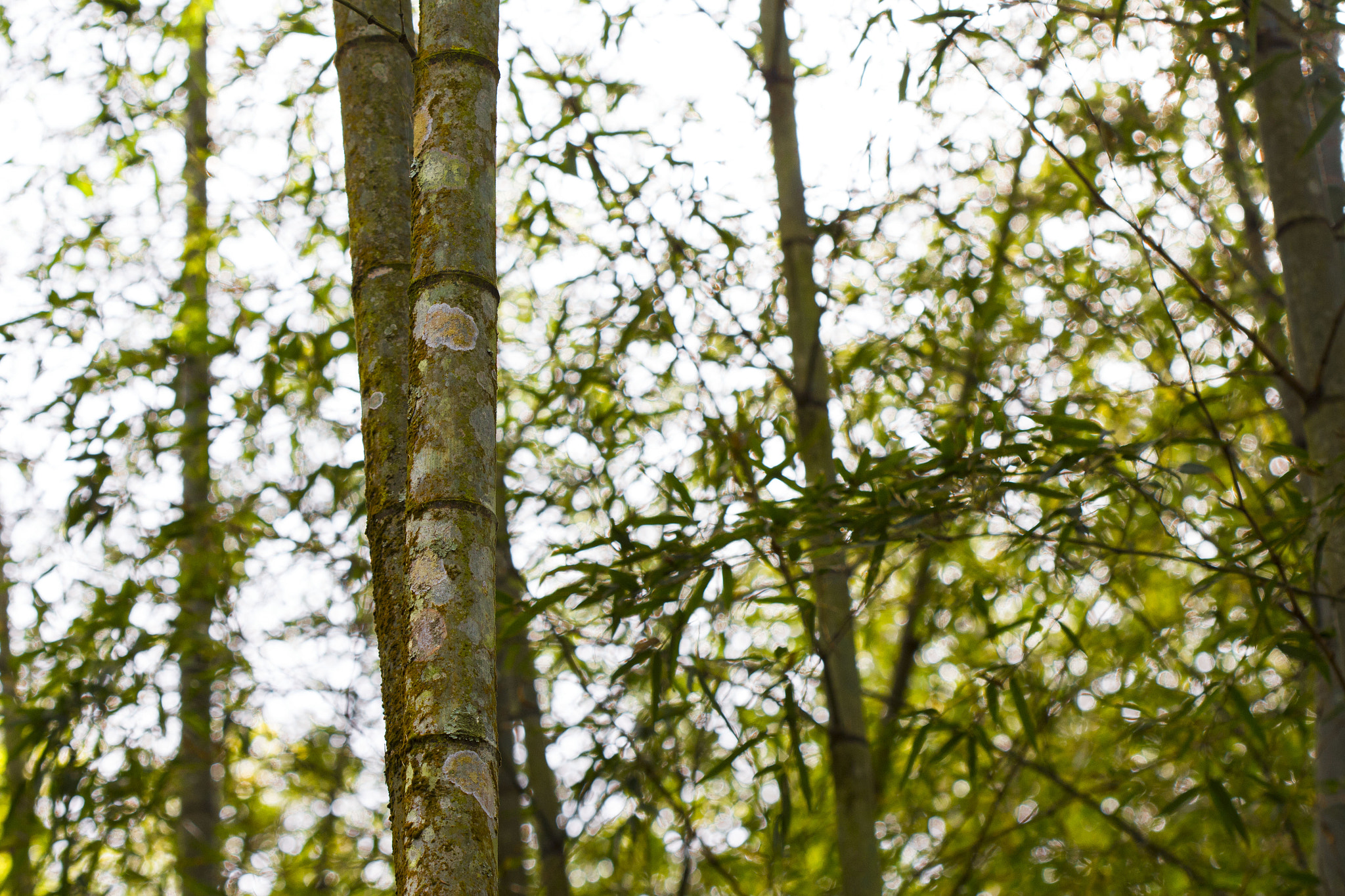 Canon EOS 700D (EOS Rebel T5i / EOS Kiss X7i) + Canon EF 100mm F2.8 Macro USM sample photo. Bamboo forest in winter photography
