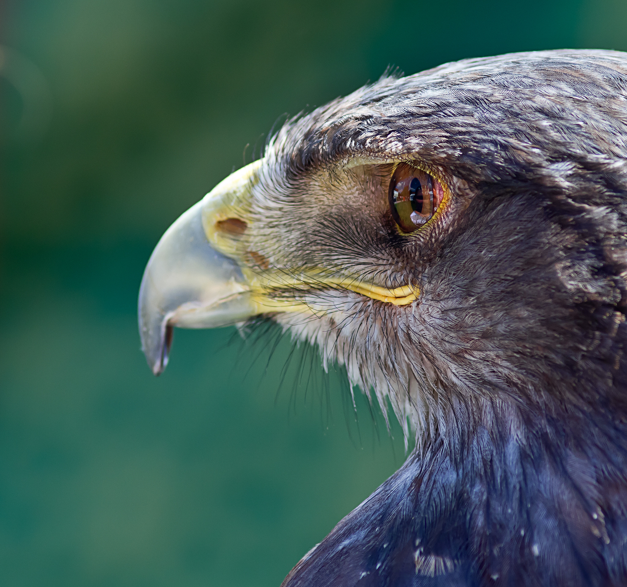 Canon EOS 7D + Canon EF 200mm F2.8L II USM sample photo. Wüstenbussard photography