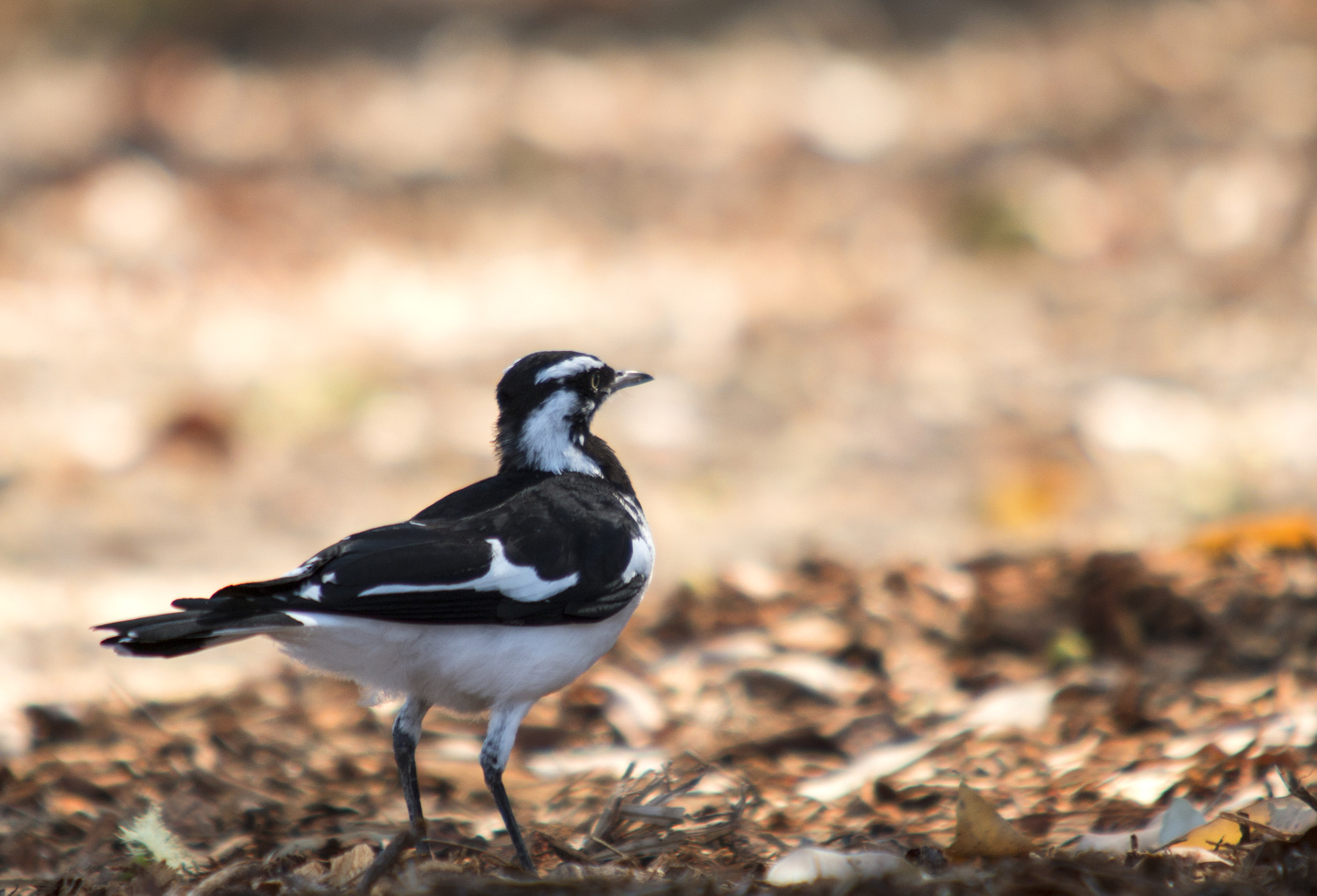 Sigma 70-200mm F2.8 EX DG OS HSM sample photo. Magpie-lark photography