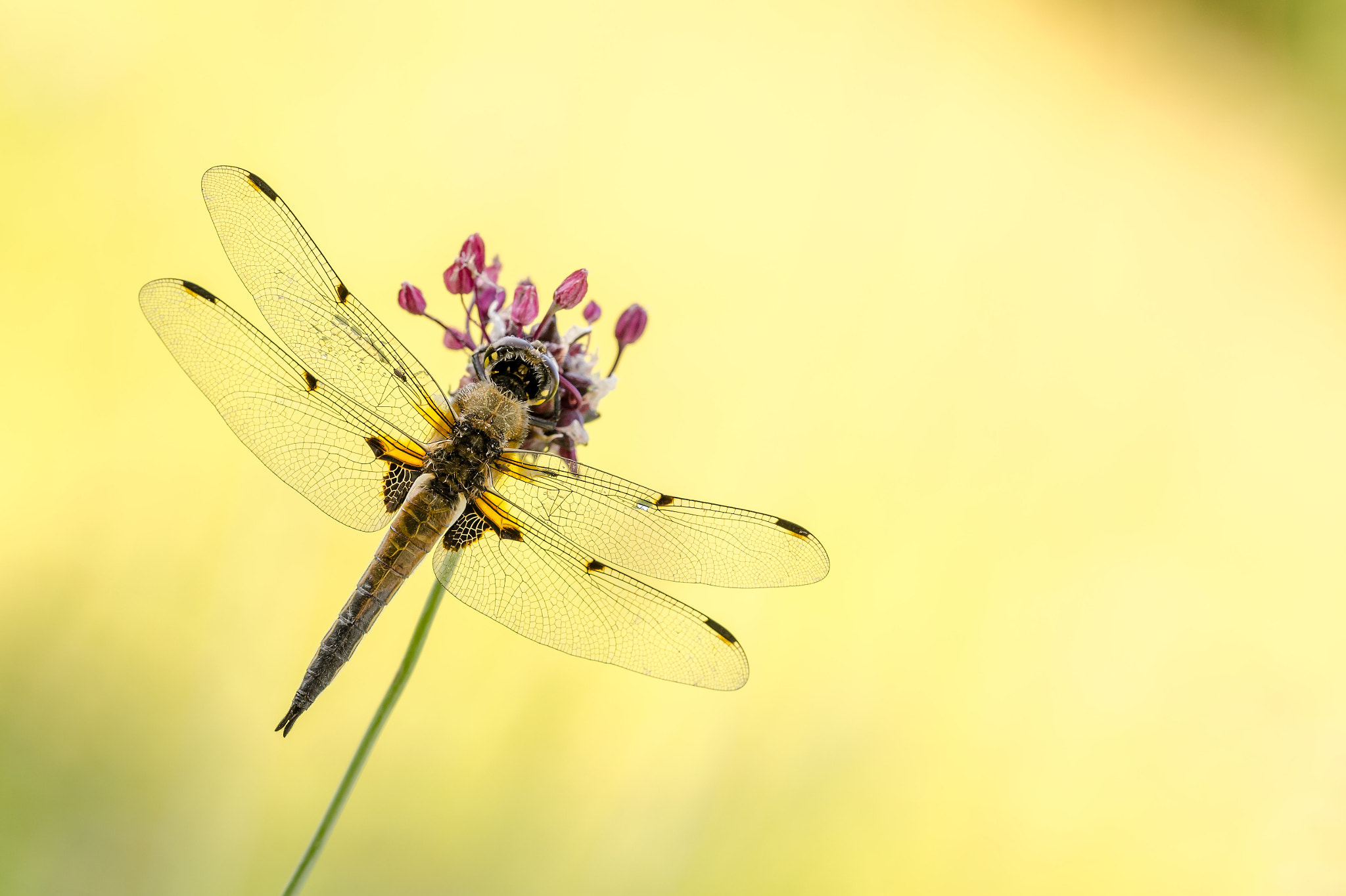 Sigma 150mm F2.8 EX DG Macro HSM sample photo. Libellula quadrimaculata photography