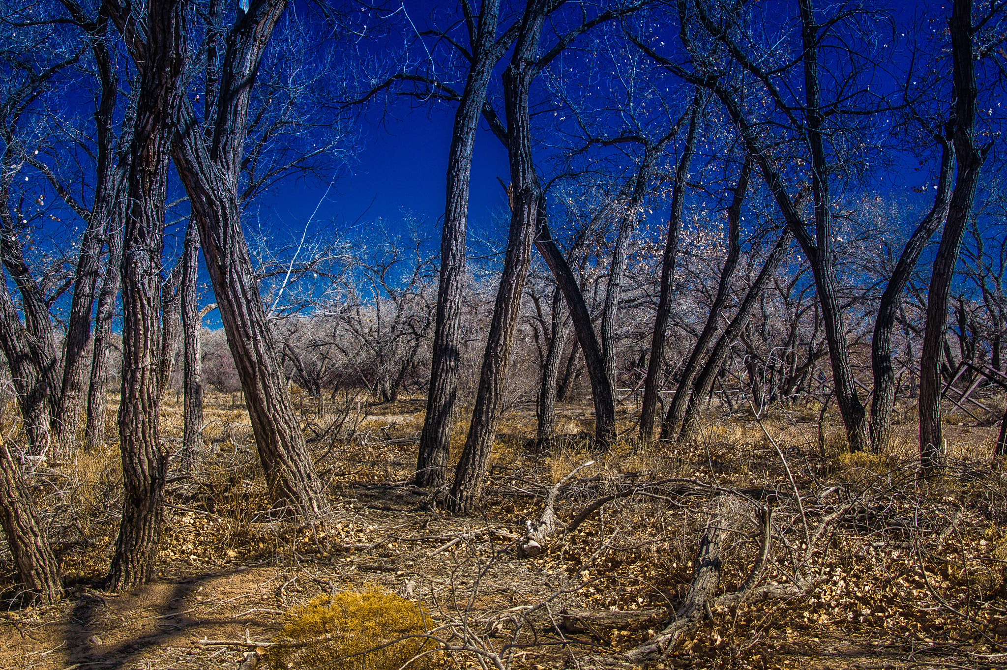 Sony Alpha DSLR-A550 + Sigma 17-70mm F2.8-4.5 (D) sample photo. Rio bravo forest photography