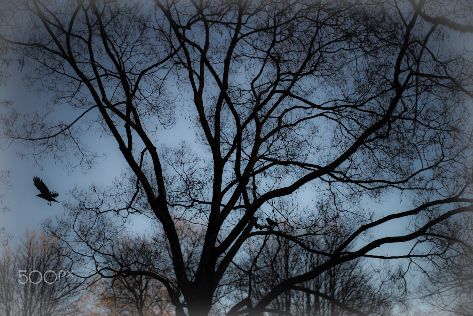 ZEISS Otus 55mm F1.4 sample photo. The crow photography