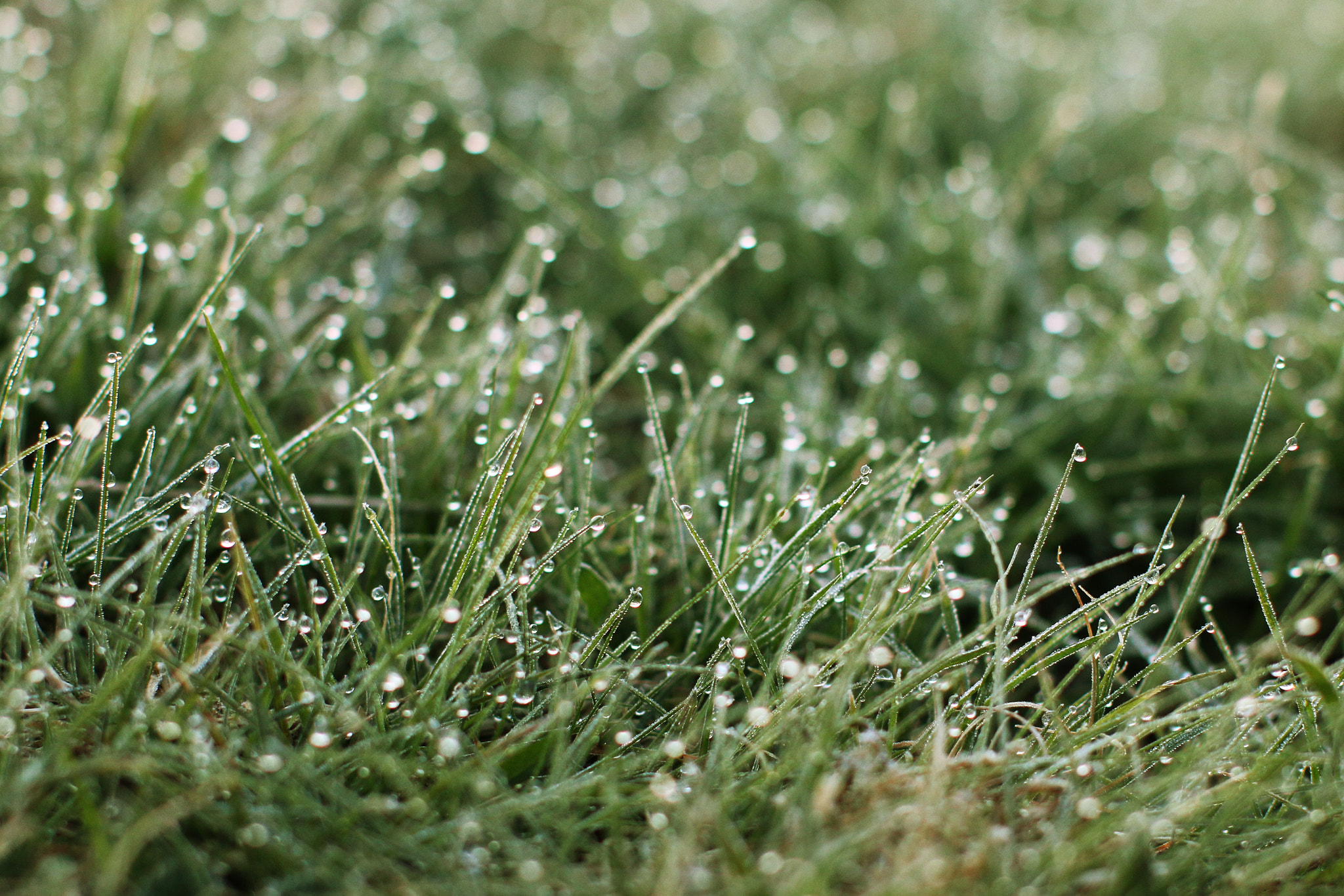 Canon EOS 70D + Canon EF 50mm F1.2L USM sample photo. Morning dew photography