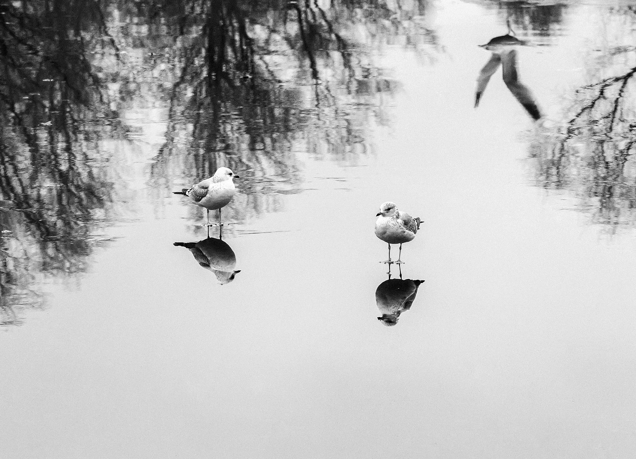 Pentax K-x + Tamron SP AF 90mm F2.8 Di Macro sample photo. Bw photography