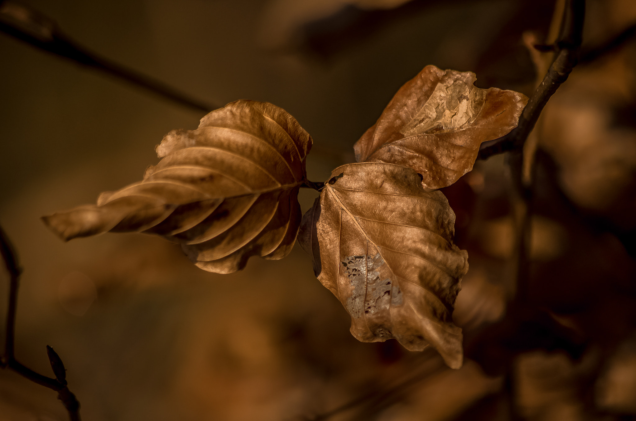 Pentax smc DA 55-300mm F4.0-5.8 ED sample photo. Las trinis photography