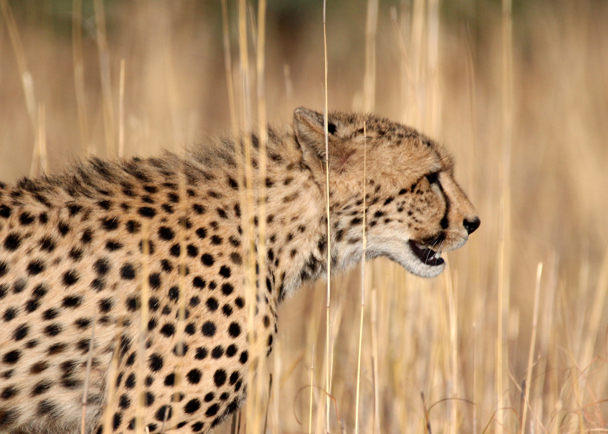 Canon EOS 650D (EOS Rebel T4i / EOS Kiss X6i) sample photo. Cheetah photography