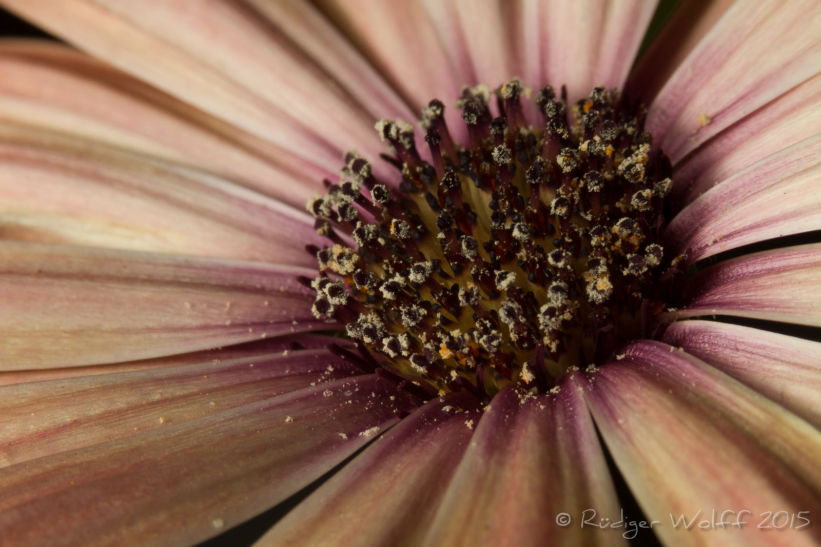 Canon EF 70-200mm F4L IS USM sample photo. Marguerite iii photography