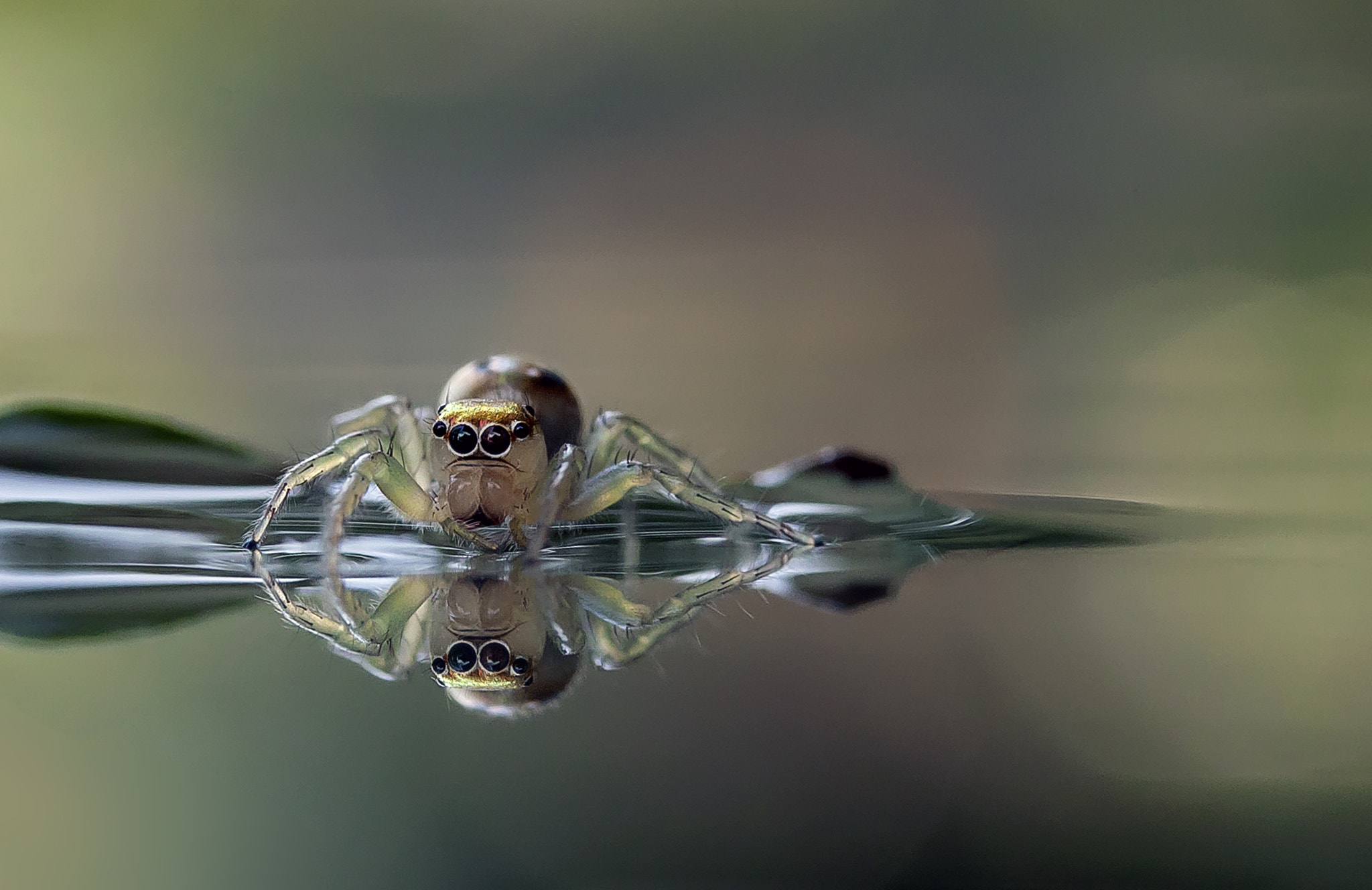 Canon EF-S 60mm F2.8 Macro USM sample photo. The allegory of spider photography
