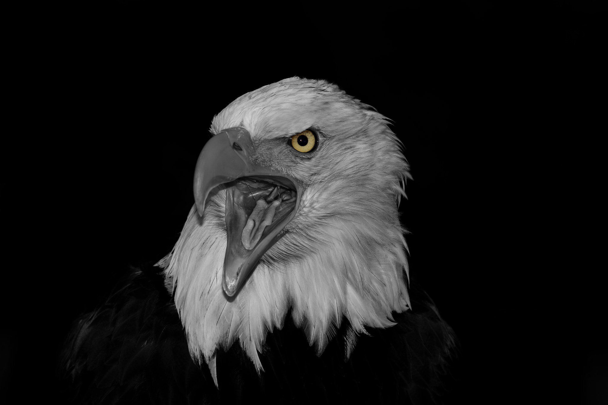 Canon EOS 7D + Canon EF 200mm F2.8L II USM sample photo. Bald eagle photography