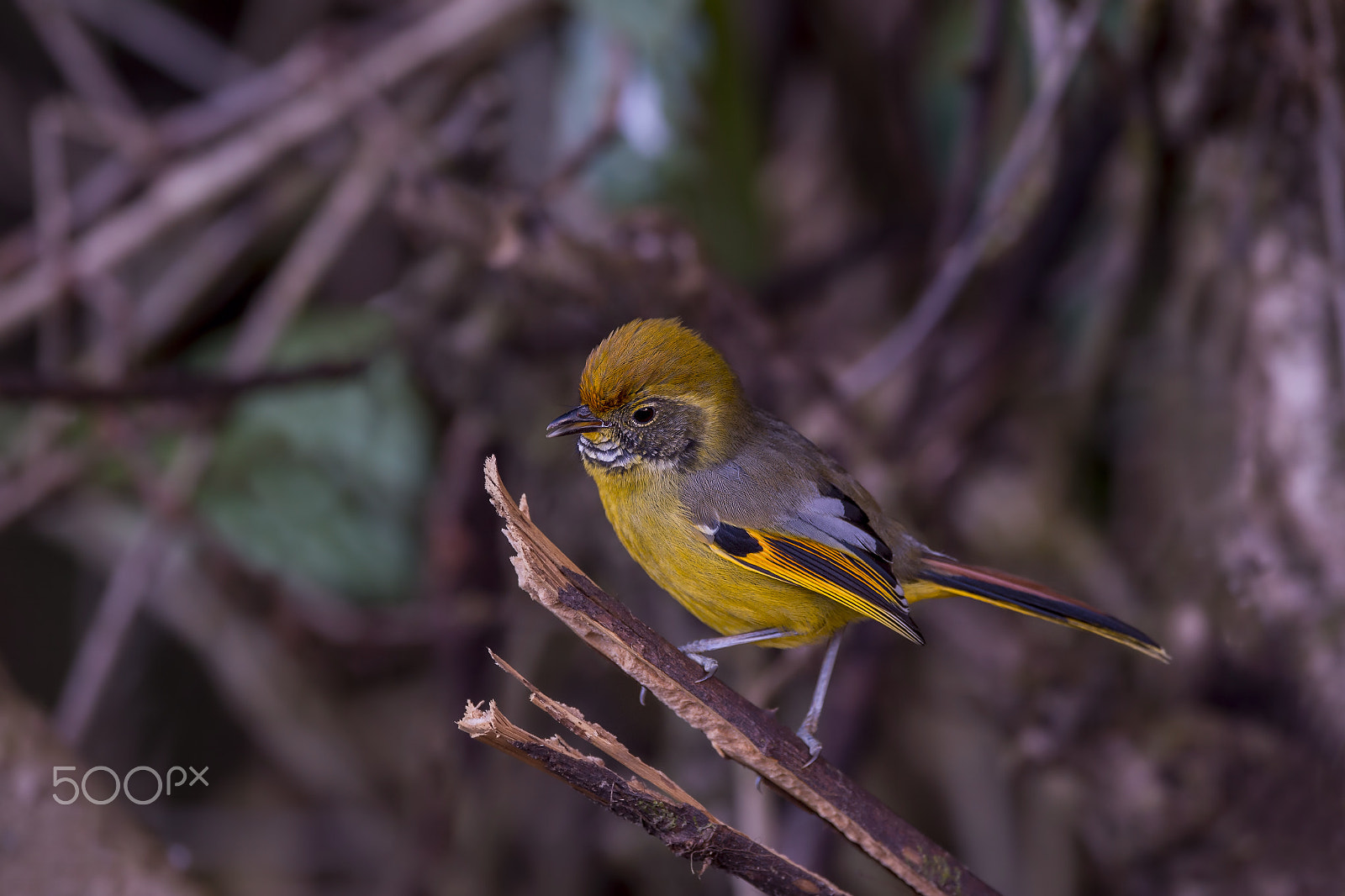 Nikon D4 sample photo. Chestnut-tailed minia photography