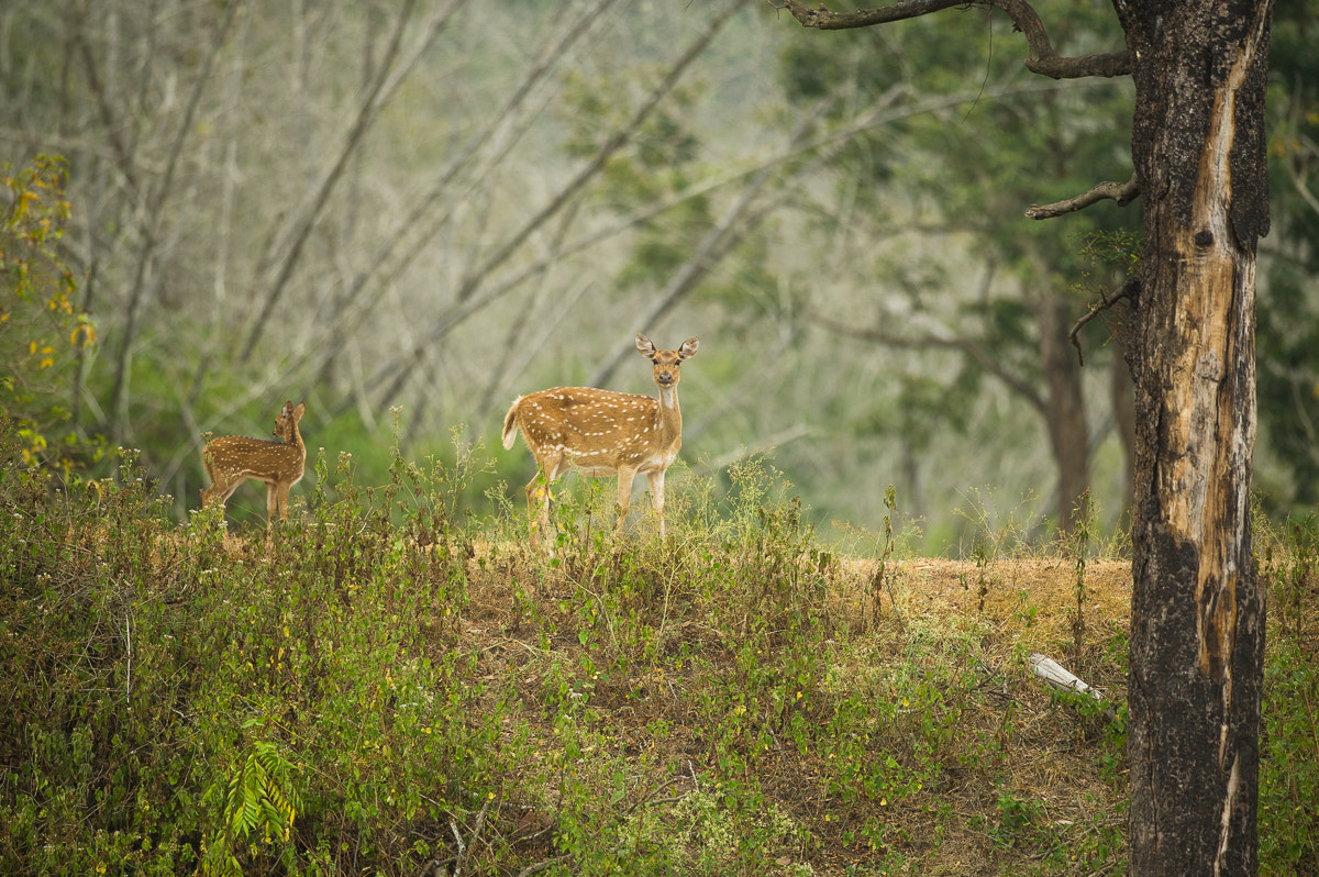 Nikon D3S + Nikon AF-S Nikkor 500mm F4G ED VR sample photo. Mother and kid photography