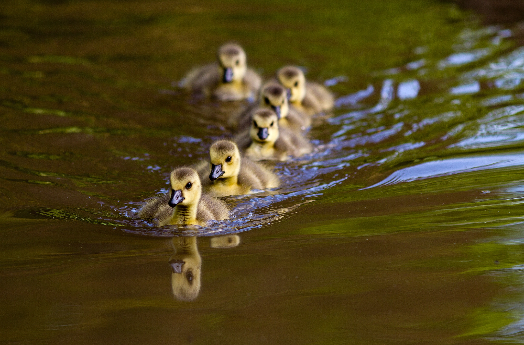 Canon EOS 7D + Canon EF 200mm F2.8L II USM sample photo. Ducklings photography
