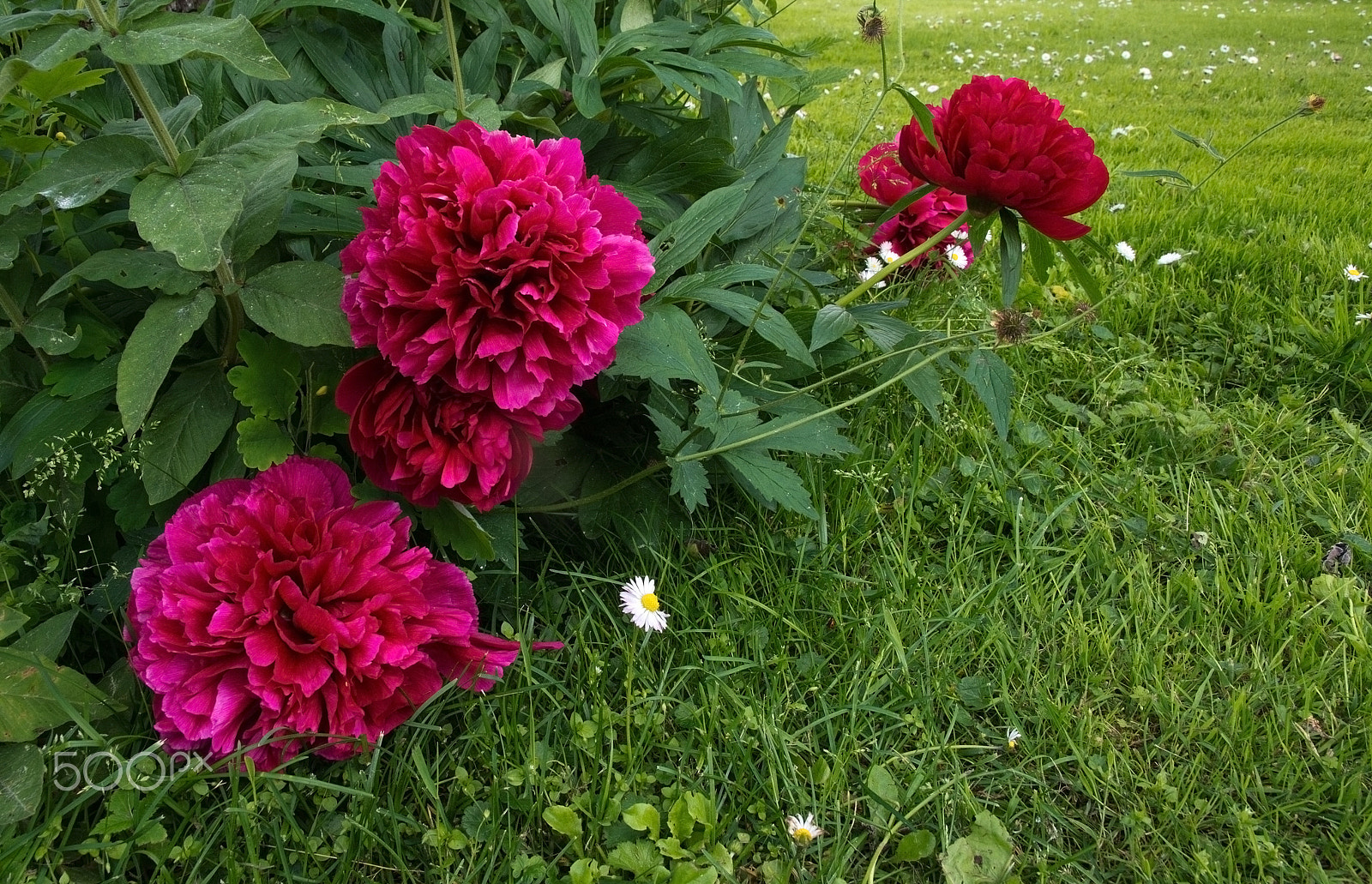 Nikon D7100 + Sigma 24-60mm F2.8 EX DG sample photo. Red peonies photography