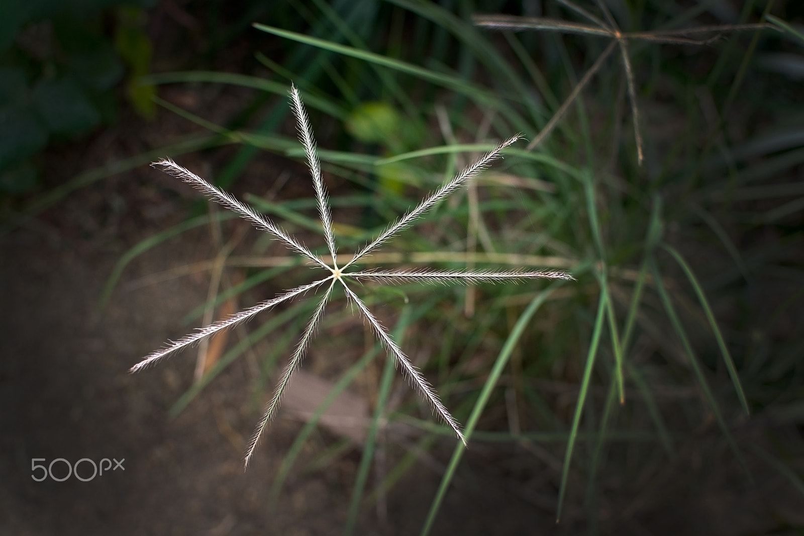 Nikon D7100 + AF Nikkor 28mm f/2.8 sample photo. Star shaped grassy herb photography