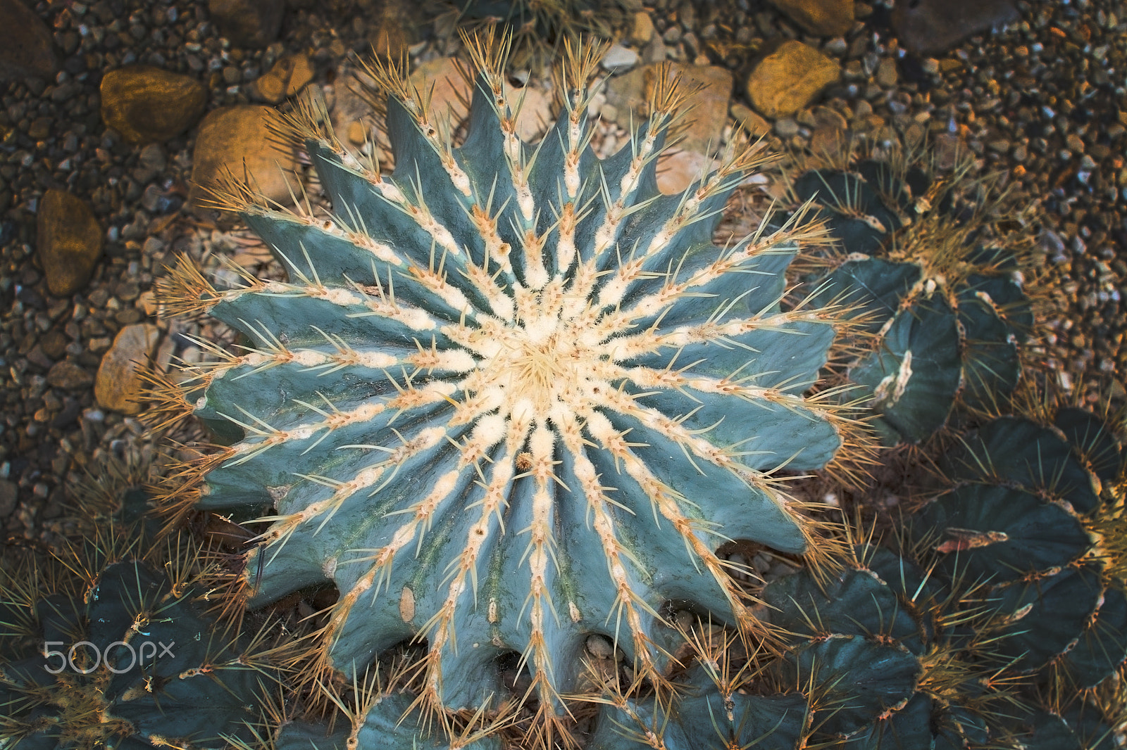 Nikon D7100 + AF Zoom-Nikkor 35-135mm f/3.5-4.5 N sample photo. Blue barrel cactus photography