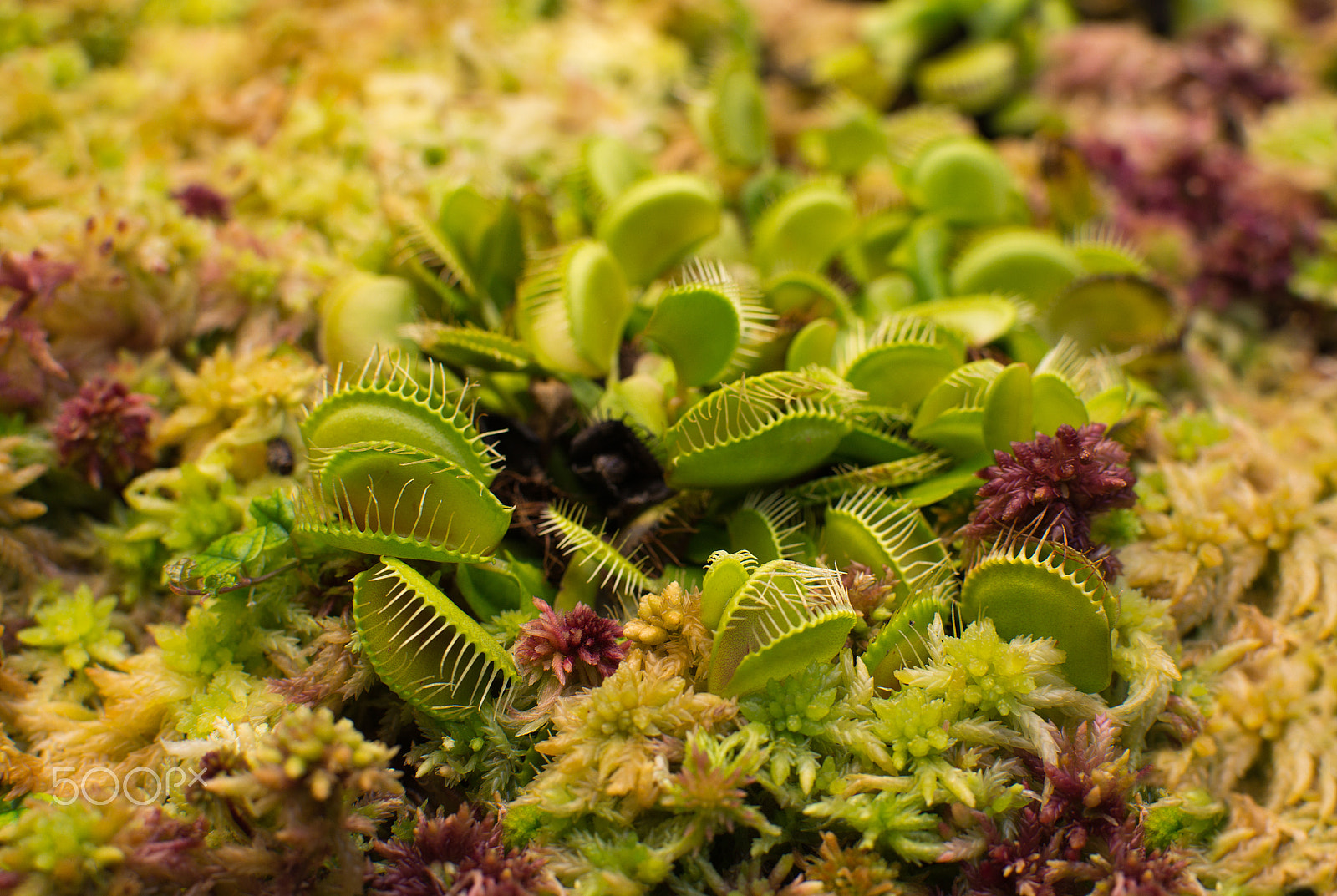 Nikon D7100 + AF DC-Nikkor 135mm f/2D sample photo. Venus flytrap closeup photography