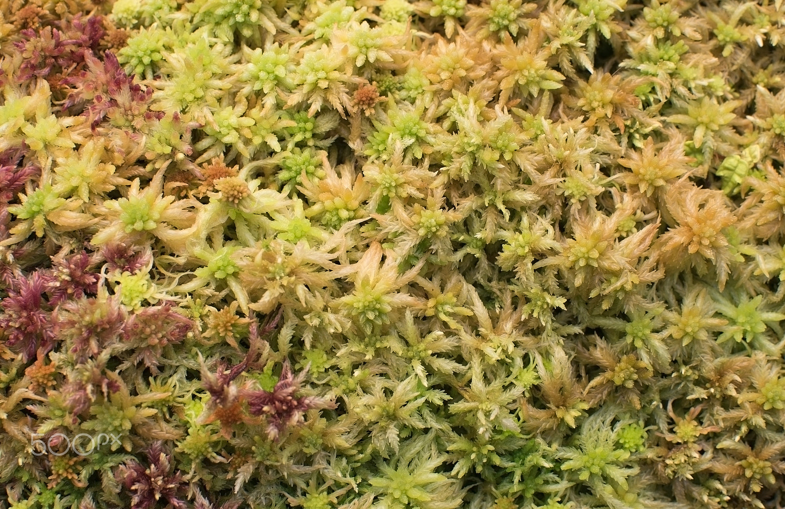 AF Zoom-Nikkor 24-120mm f/3.5-5.6D IF sample photo. Wet moss closeup background photography
