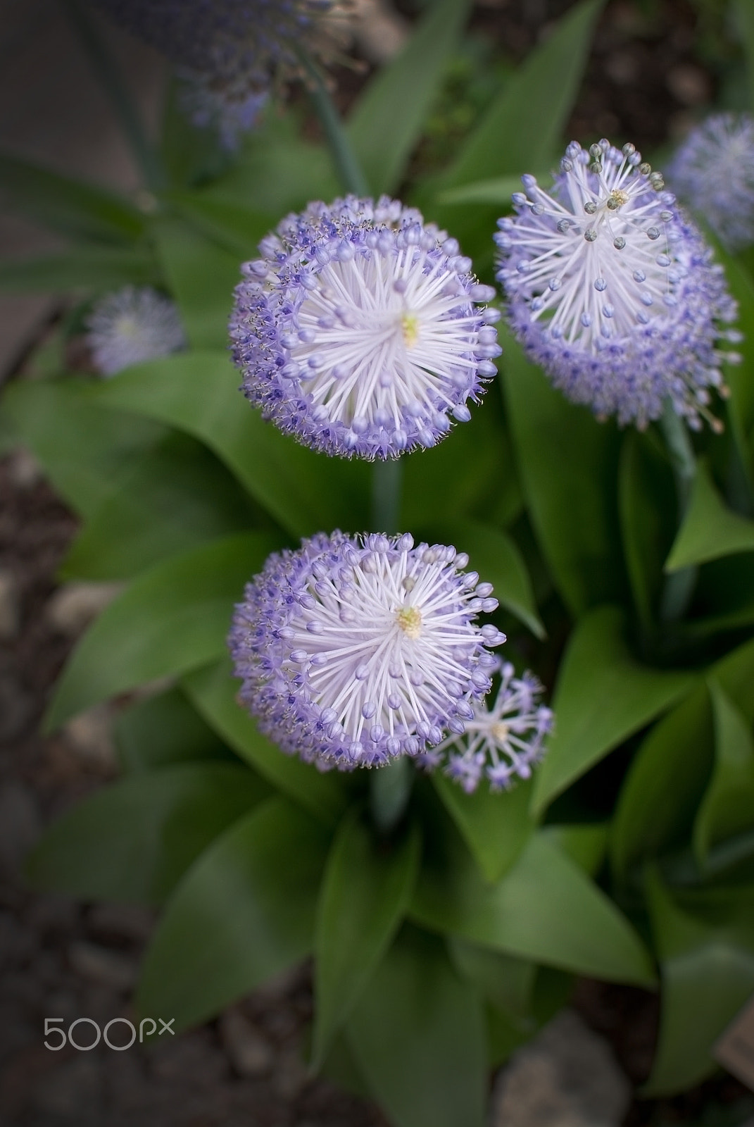 Nikon D7100 + AF-S Nikkor 35mm f/1.8G sample photo. Purple flowers scilla peruviana photography