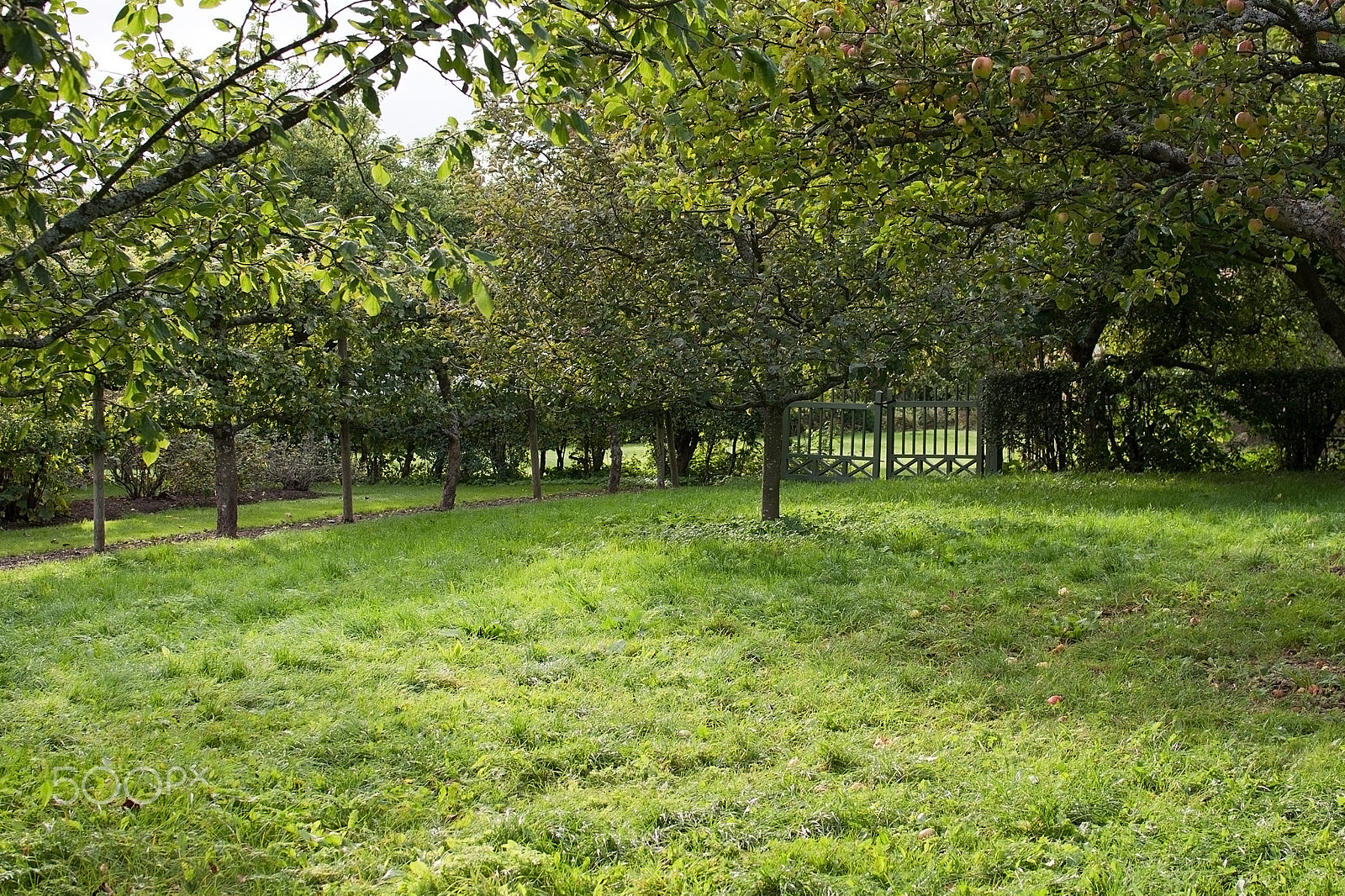 Nikon D7100 + Sigma 105mm F2.8 EX DG Macro sample photo. Apple tree photography