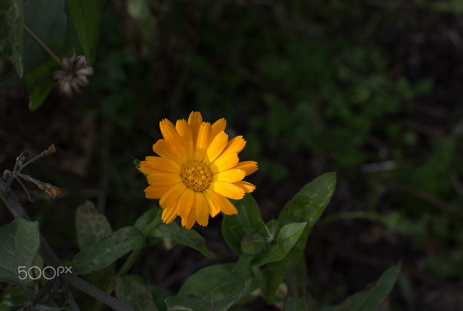 Nikon D7100 + AF Zoom-Nikkor 75-300mm f/4.5-5.6 sample photo. Yellow daisy flower photography