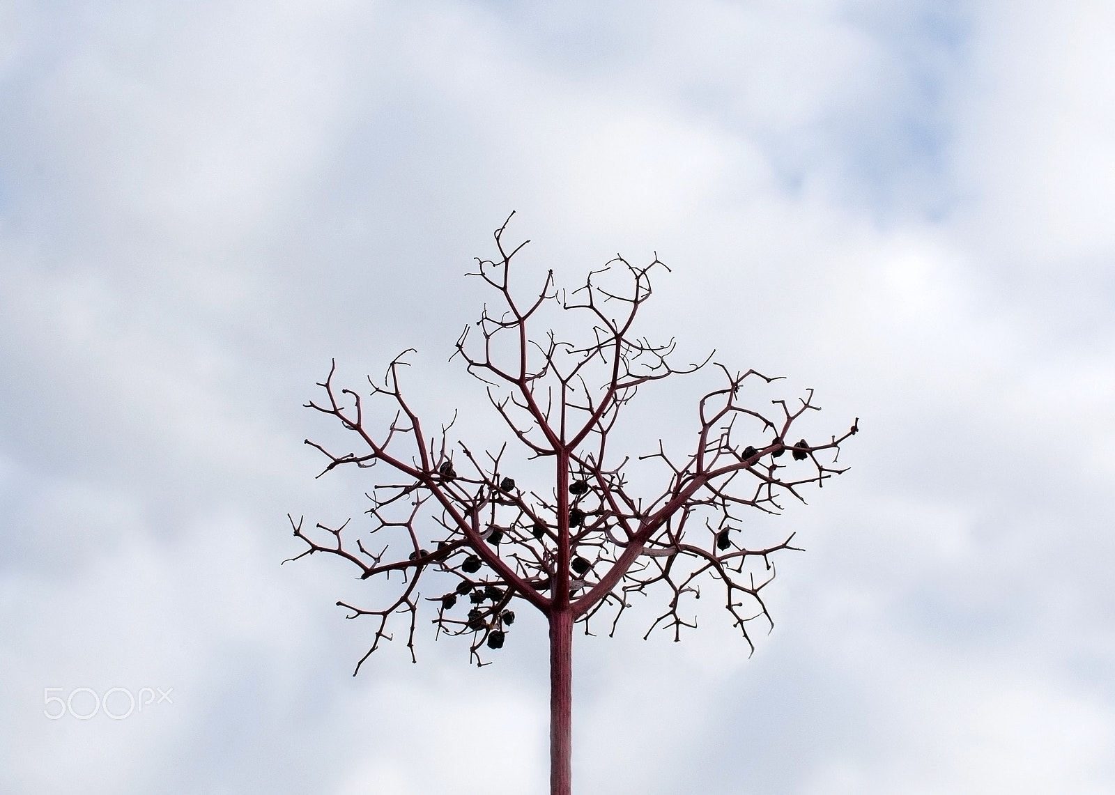 AF Zoom-Nikkor 28-80mm f/3.3-5.6G sample photo. Dry wilted decorative berry or herb twig photography