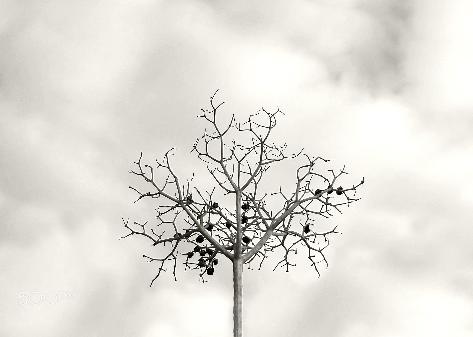 AF Zoom-Nikkor 28-80mm f/3.3-5.6G sample photo. Dry wilted decorative berry or herb twig photography