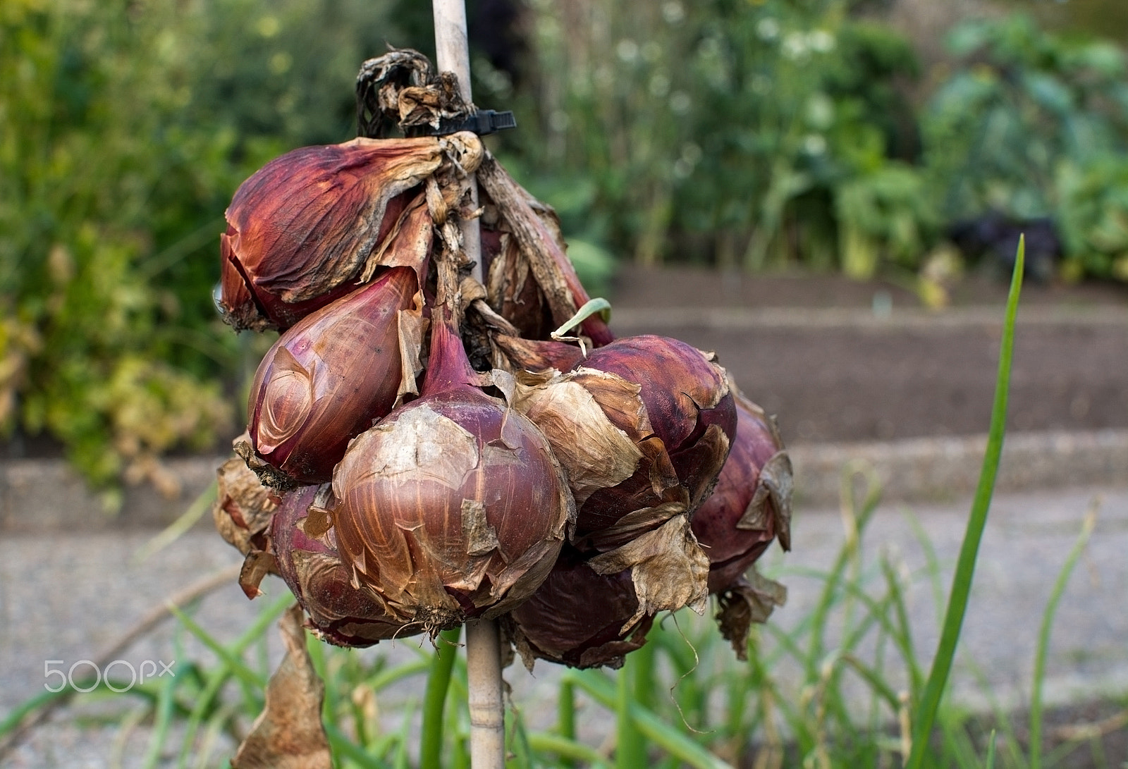 AF Zoom-Nikkor 80-200mm f/4.5-5.6D sample photo. Red onions drying outdoors photography