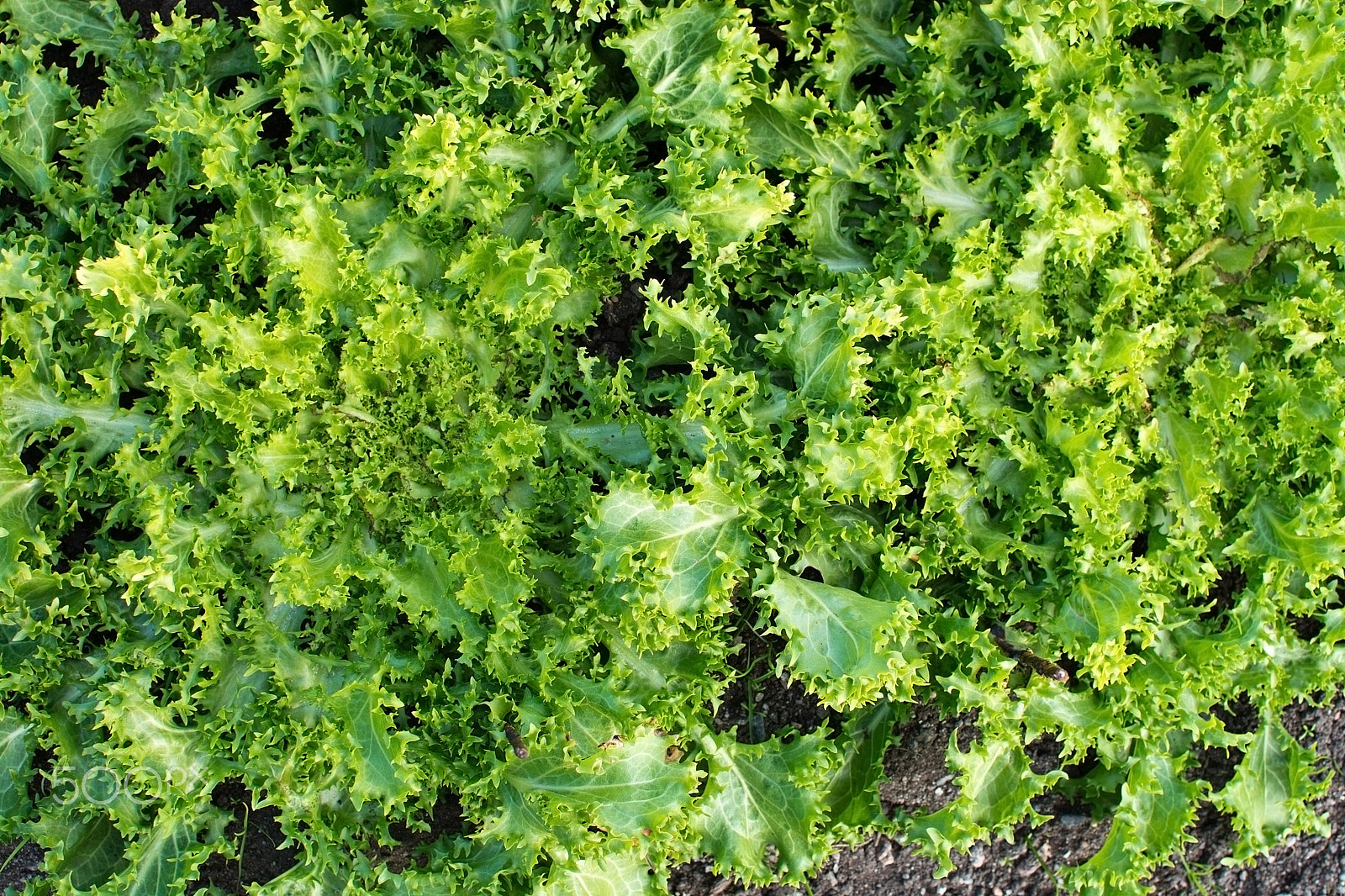 Nikon D7100 + Samyang 35mm F1.4 AS UMC sample photo. Green salat cichorium endivia photography