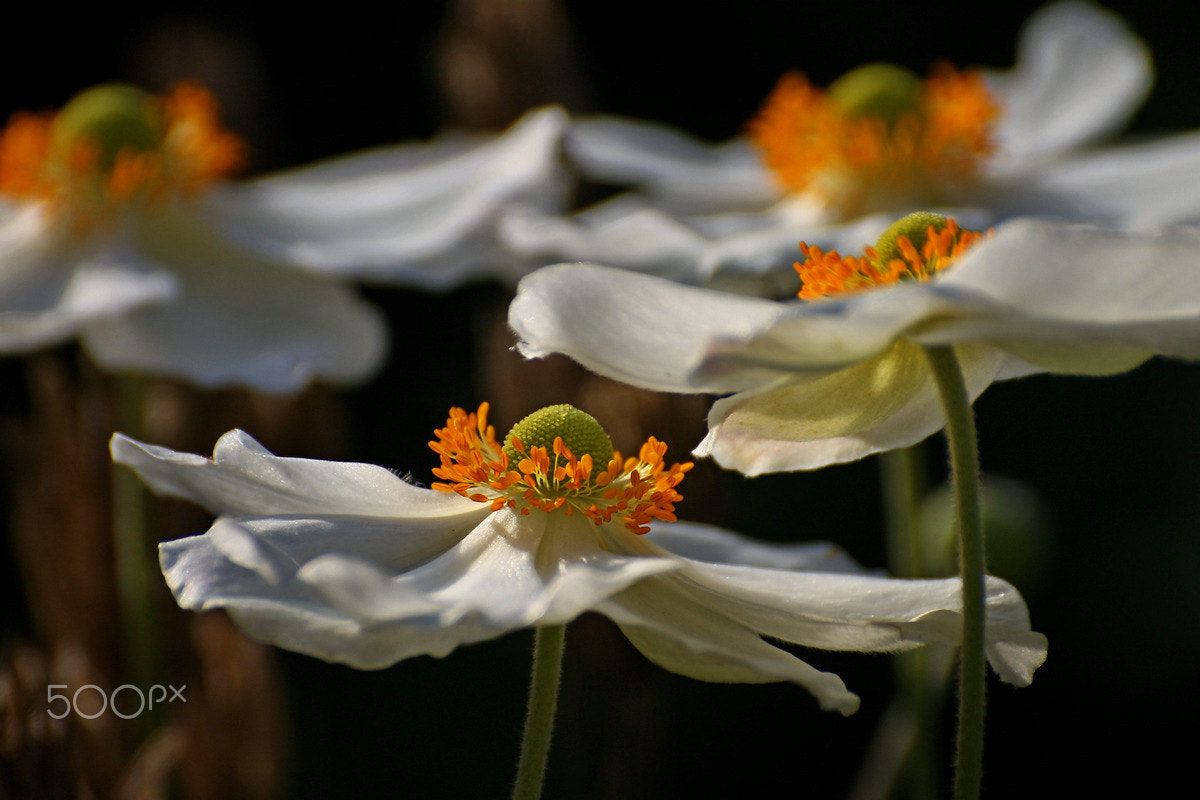 Canon EOS 1100D (EOS Rebel T3 / EOS Kiss X50) + Sigma 50-200mm F4-5.6 DC OS HSM sample photo. My anemone photography