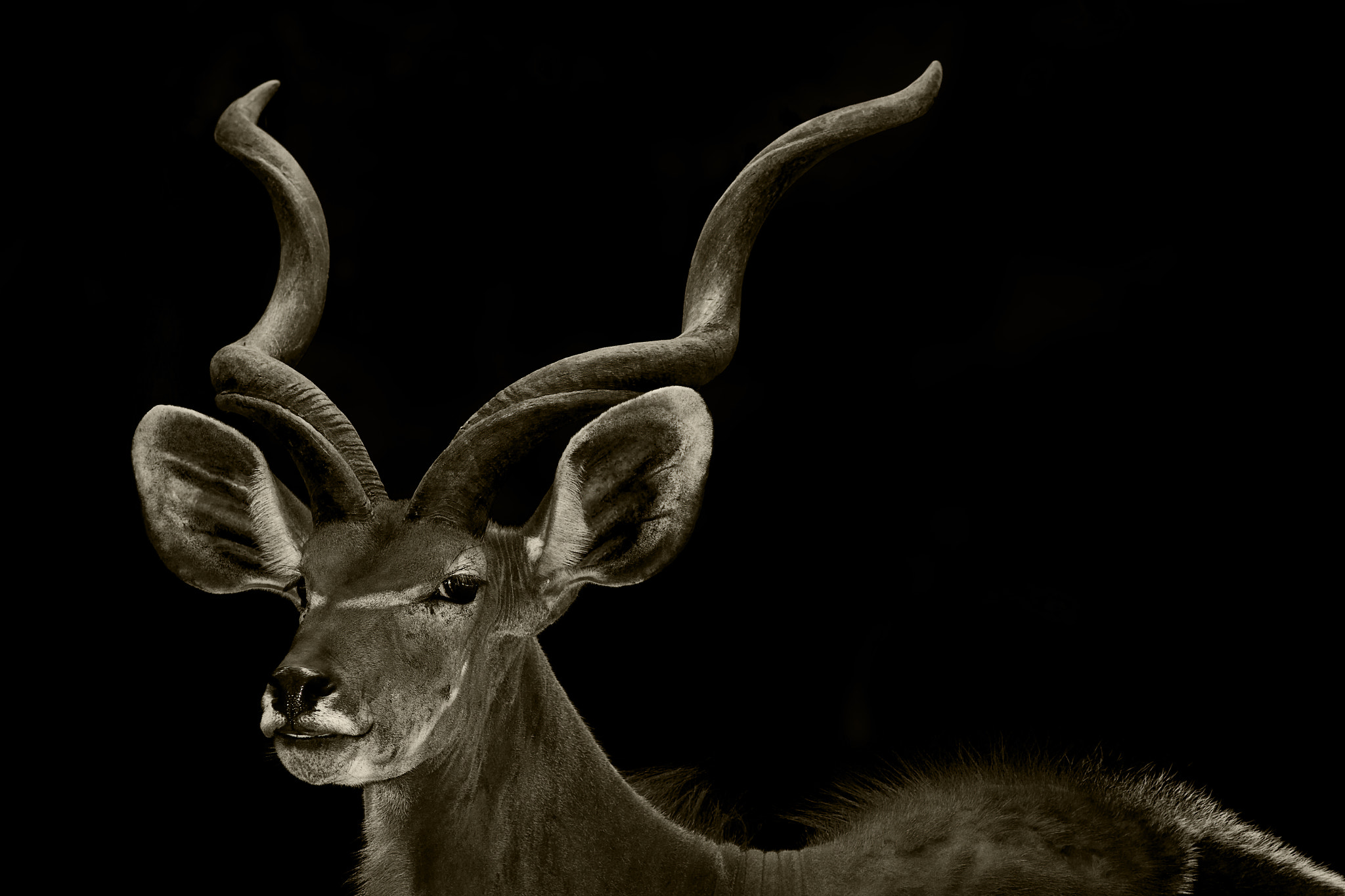 Canon EOS 7D + Canon EF 200mm F2.8L II USM sample photo. Antilope photography