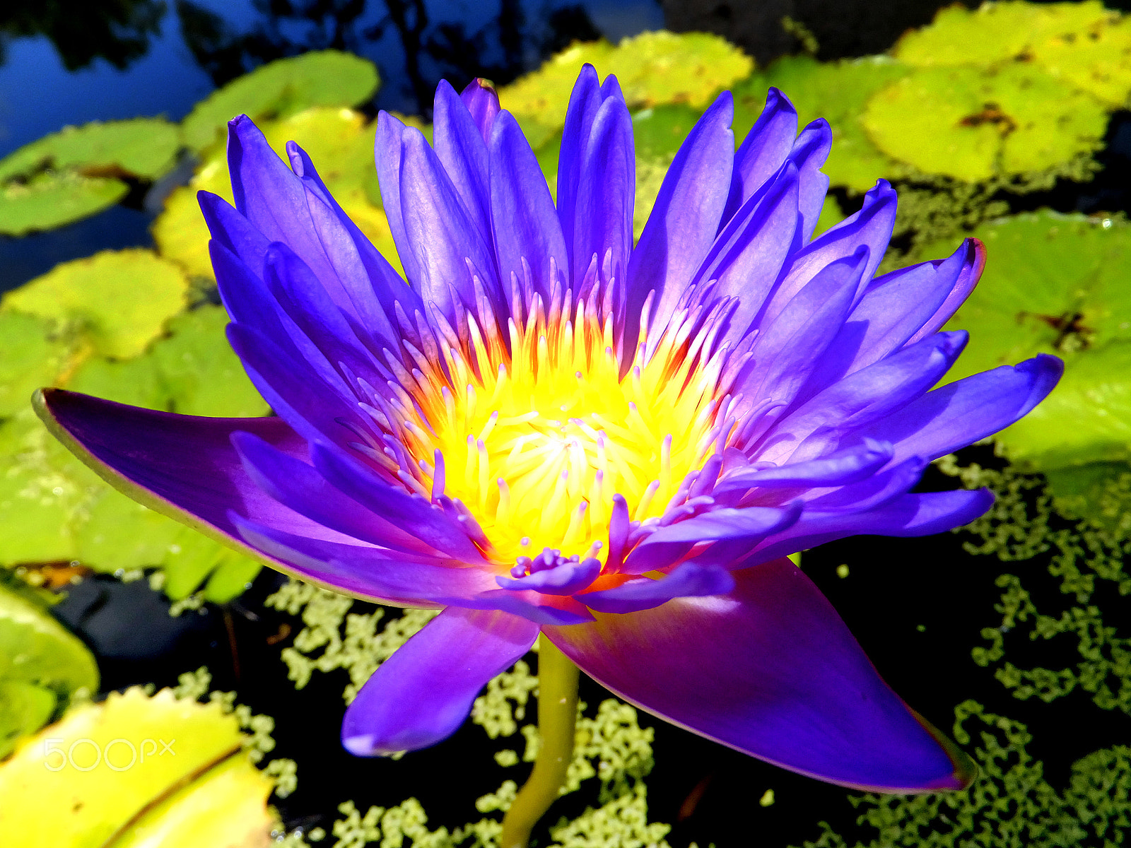 Fujifilm FinePix F850EXR sample photo. Waterlillies photography