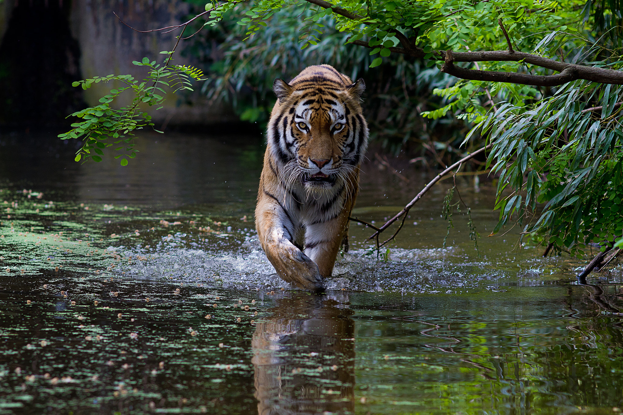 Canon EOS 7D + Canon EF 200mm F2.8L II USM sample photo. Tiger photography