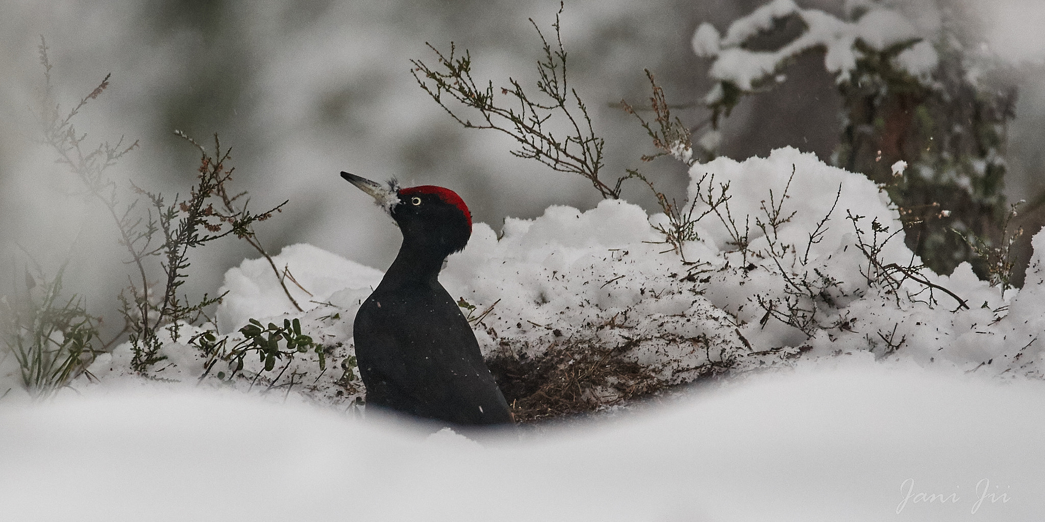 Canon EOS-1D Mark III sample photo. Dryocopus martius photography