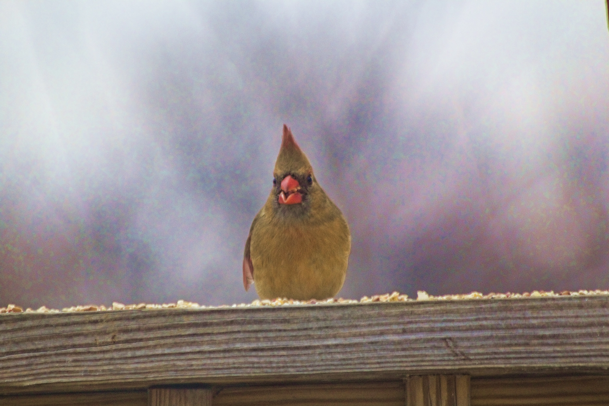 Canon EF 70-300mm F4-5.6 IS USM sample photo. Female cardinal photography