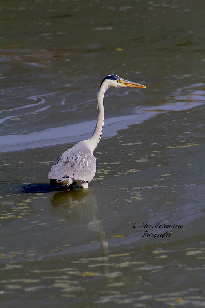 Canon EOS 60D + Canon EF 50mm f/1.8 sample photo. Garza photography