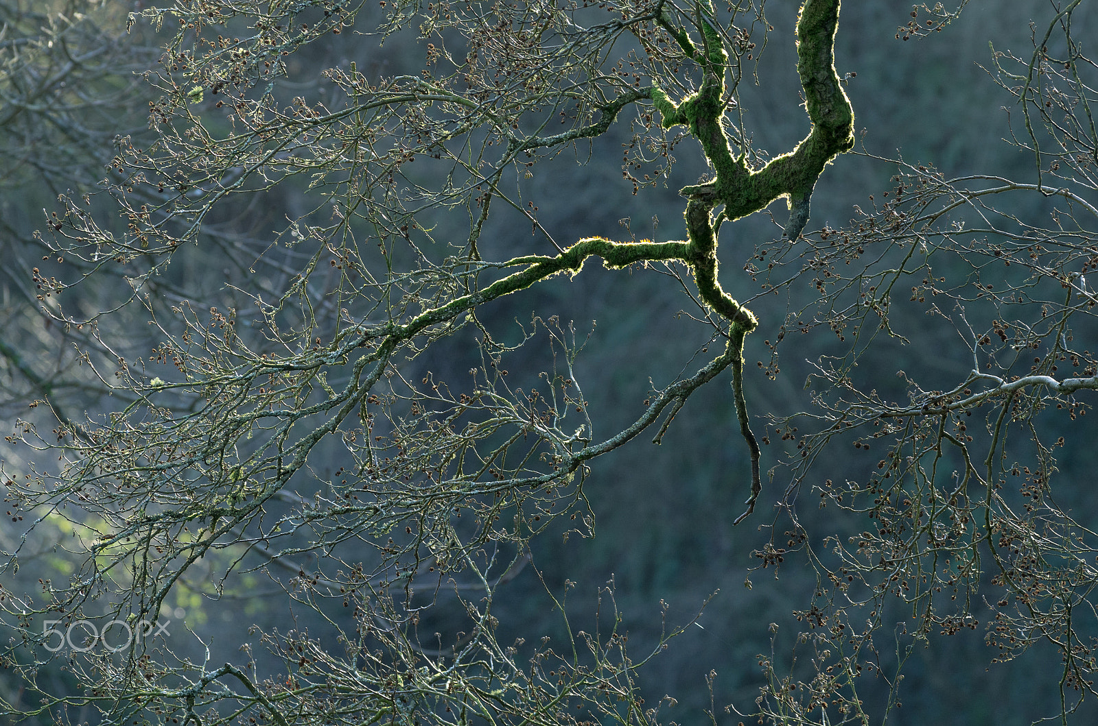 Pentax K-5 sample photo. Twigs photography